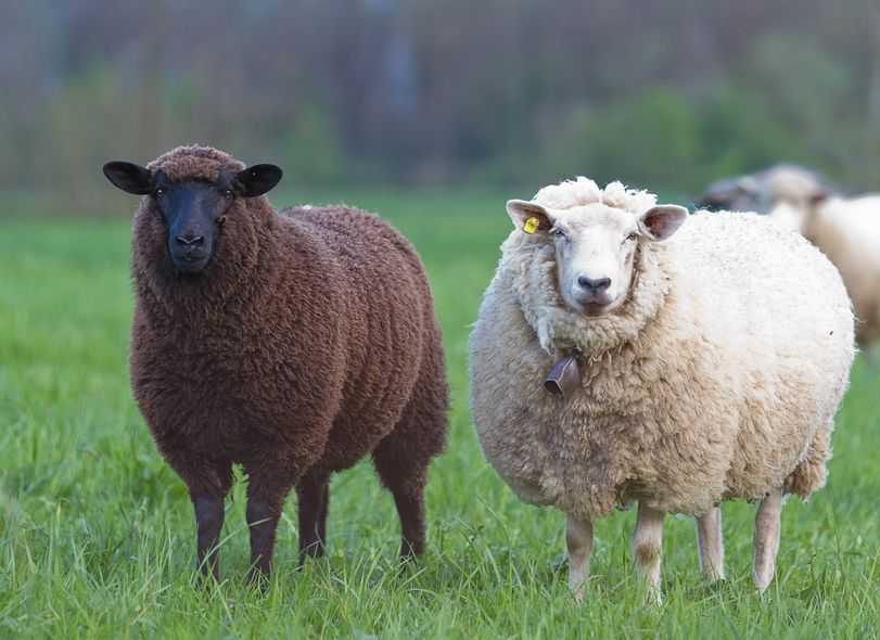 Dämmung hält Schafe und Häuser warm. (c)123RF.com